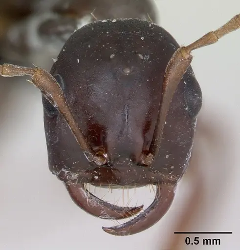 Polyergus nigerrimus - CASENT0173337