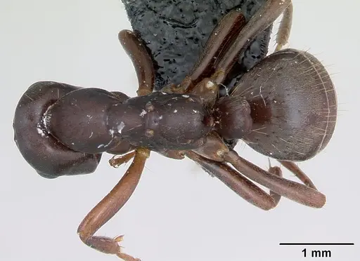 Polyergus nigerrimus - CASENT0173338