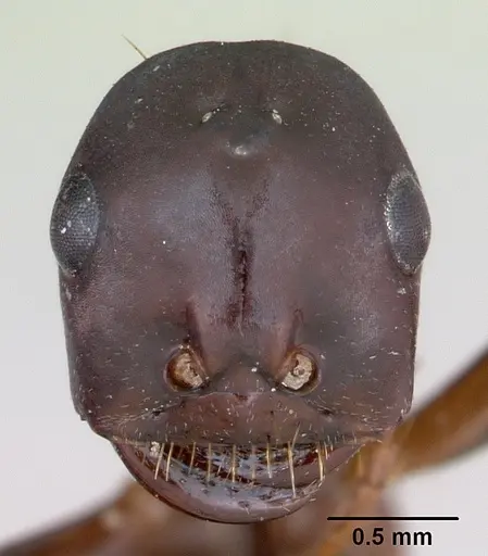 Polyergus nigerrimus - CASENT0173338