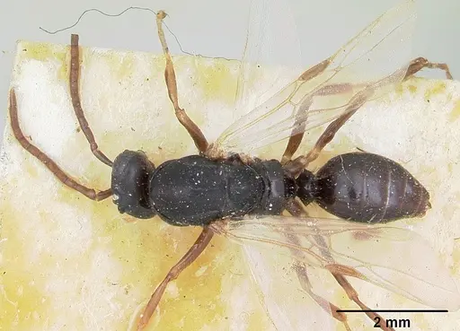 Polyergus nigerrimus - CASENT0173339