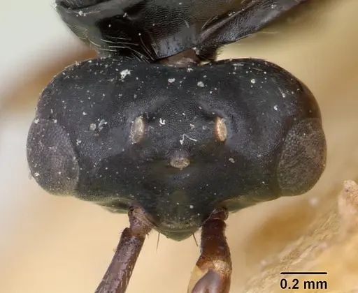 Polyergus nigerrimus - CASENT0173339