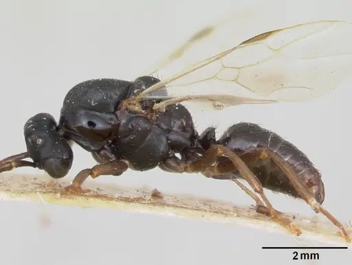 Polyergus nigerrimus - CASENT0173339