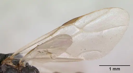 Polyergus nigerrimus - CASENT0173339