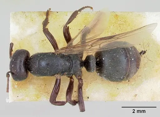 Polyergus nigerrimus - CASENT0173340