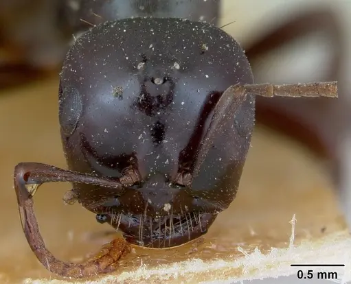 Polyergus nigerrimus - CASENT0173340