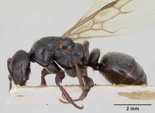 Polyergus nigerrimus - CASENT0173340