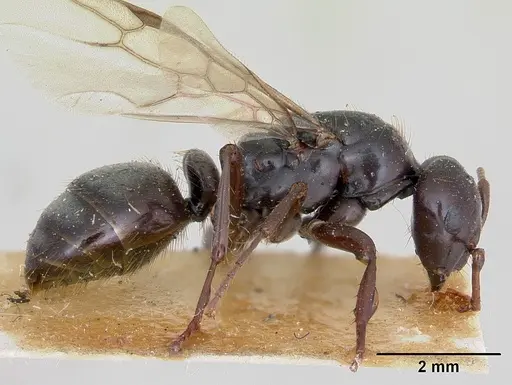 Polyergus nigerrimus - CASENT0173340