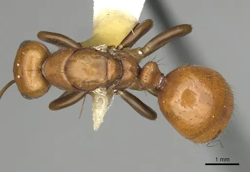 Polyergus oligergus - CASENT0281050