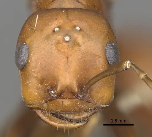 Polyergus oligergus - CASENT0281050