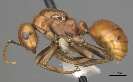 Polyergus oligergus - CASENT0281050