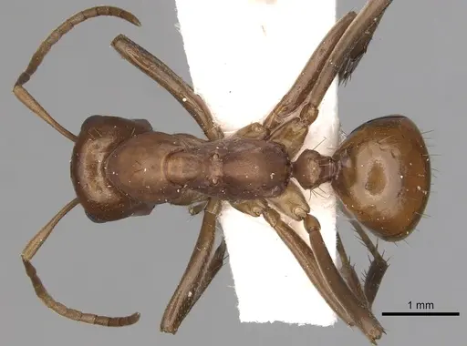 Polyergus oligergus - CASENT0281051