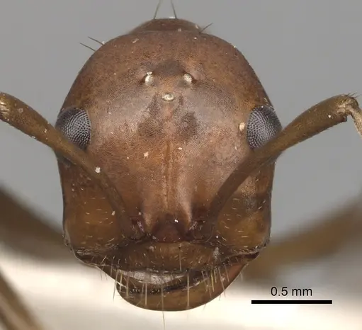 Polyergus oligergus - CASENT0281051