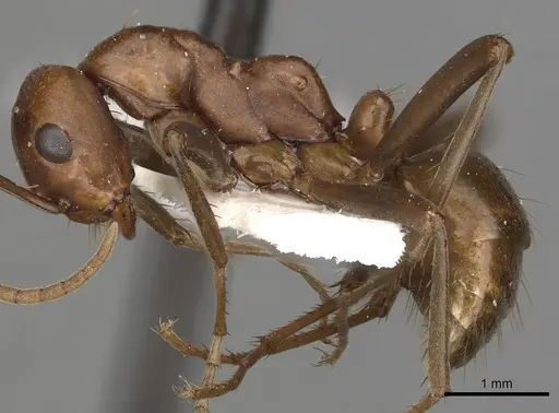 Polyergus oligergus - CASENT0281051