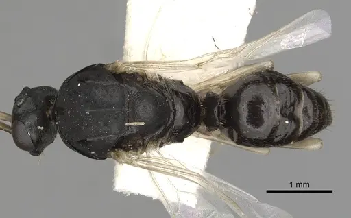 Polyergus oligergus - CASENT0281052