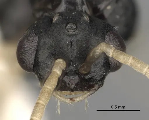 Polyergus oligergus - CASENT0281052