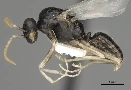 Polyergus oligergus - CASENT0281052