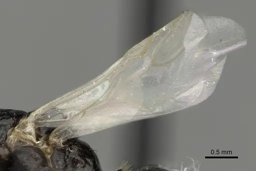 Polyergus oligergus - CASENT0281052