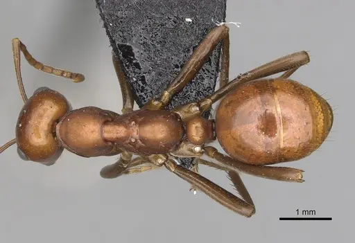 Polyergus oligergus - CASENT0281053