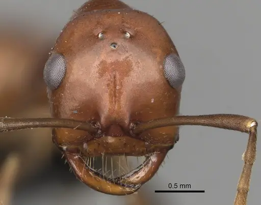 Polyergus oligergus - CASENT0281053