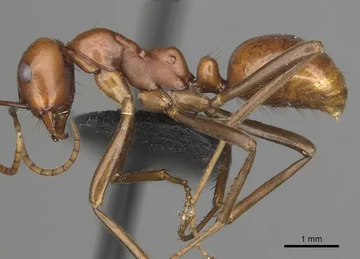 Polyergus oligergus - CASENT0281053