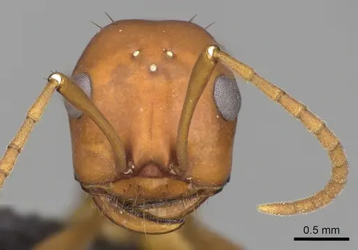 Polyergus oligergus - CASENT0281054