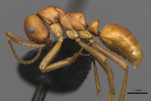 Polyergus oligergus - CASENT0281054