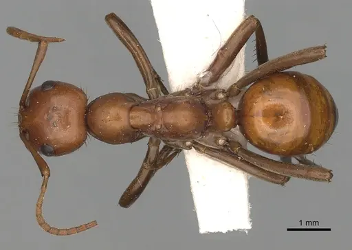Polyergus ruber specimen