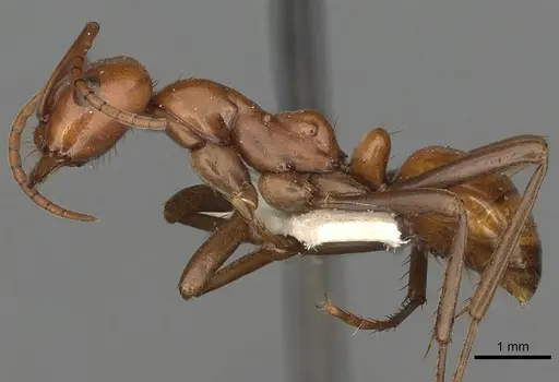 Polyergus ruber specimen