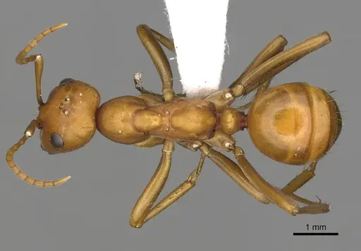 Polyergus ruber - CASENT0281056