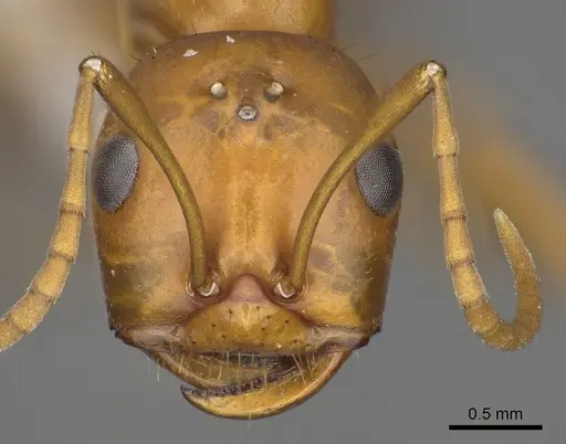 Polyergus ruber - CASENT0281056