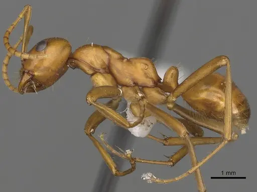 Polyergus ruber - CASENT0281056