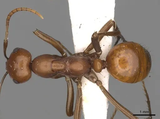 Polyergus ruber - CASENT0281057