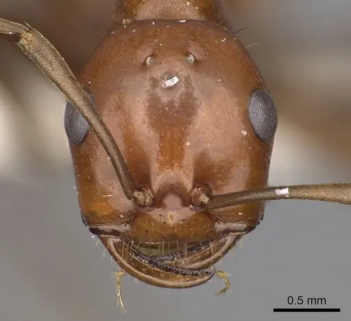 Polyergus ruber - CASENT0281057