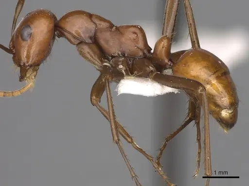 Polyergus ruber - CASENT0281057