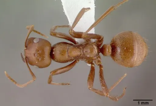 Polyergus rufescens specimen