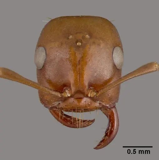 Polyergus rufescens specimen