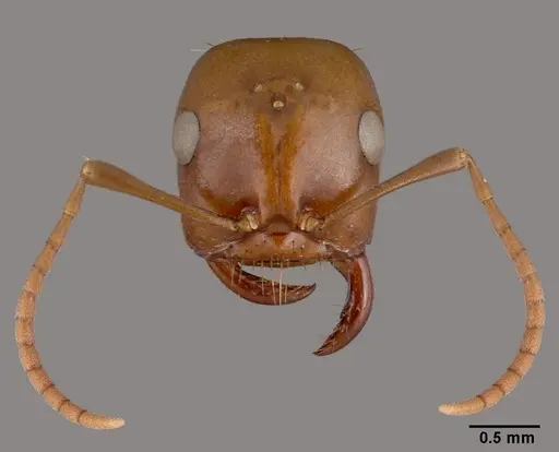 Polyergus rufescens specimen