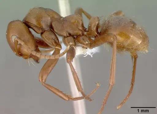 Polyergus rufescens - CASENT0010688