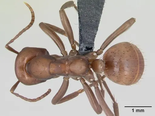 Polyergus rufescens - CASENT0173859