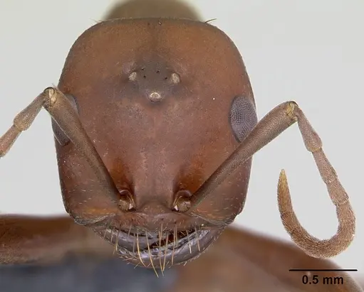 Polyergus rufescens - CASENT0173859