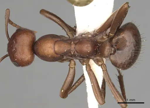 Polyergus rufescens - CASENT0281060