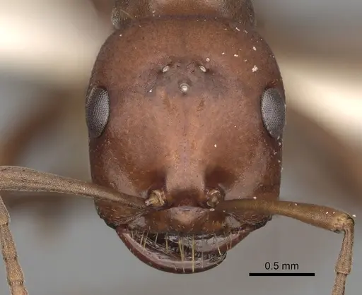 Polyergus rufescens - CASENT0281060