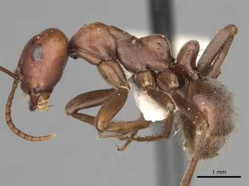 Polyergus rufescens - CASENT0281060