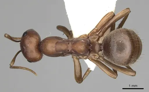 Polyergus rufescens - CASENT0281061