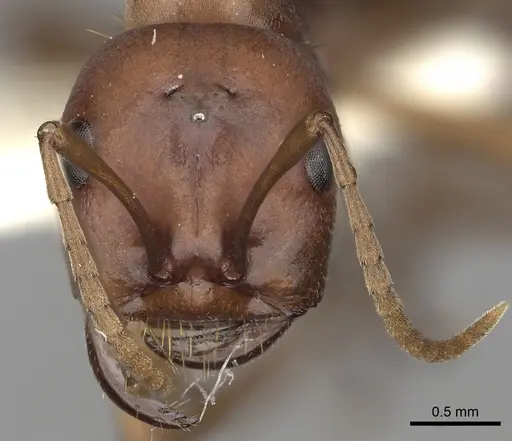 Polyergus rufescens - CASENT0281061