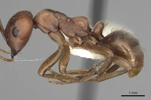 Polyergus rufescens - CASENT0281061