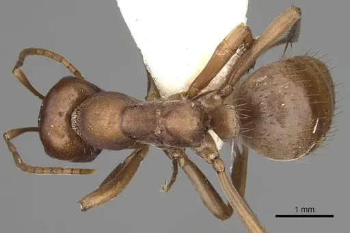 Polyergus rufescens - CASENT0281062