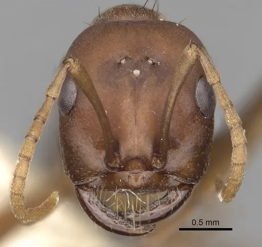 Polyergus rufescens - CASENT0281062