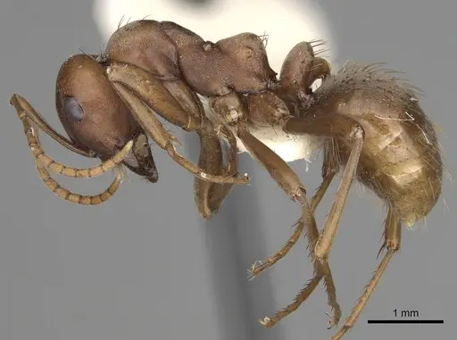 Polyergus rufescens - CASENT0281062