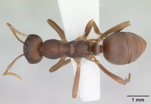 Polyergus samurai specimen